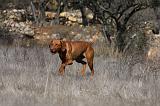 VIZSLA poil court 186
